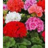AG Biomin - gödsel för pelargoner 500 g