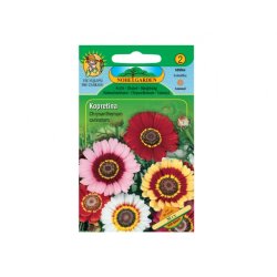 Färberchrysantheme - Mischung (Chrysanthemum carinatum)