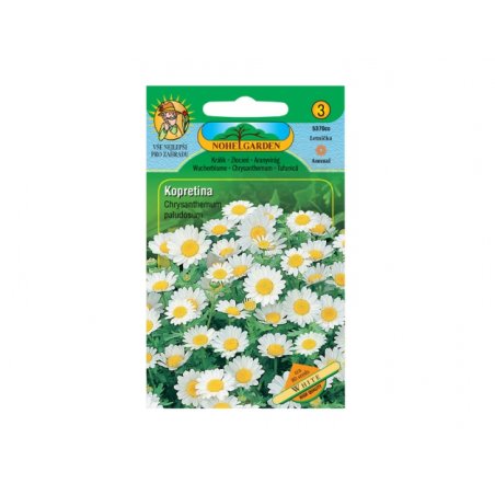 Sumpf-Marguerite (Chrysanthemum paludosum)