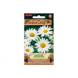 Grande marguerite (Leucanthemum maximum)