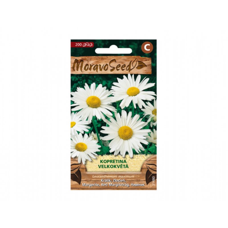 Grande marguerite (Leucanthemum maximum)