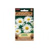 Margarita grande (Leucanthemum maximum)