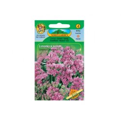 Statice (Limonium sinuatum) - rosa