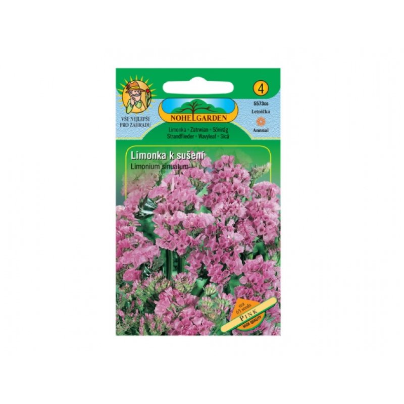 Limonium suworowii - rose
