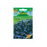 Lobélie à petites fleurs - bleue