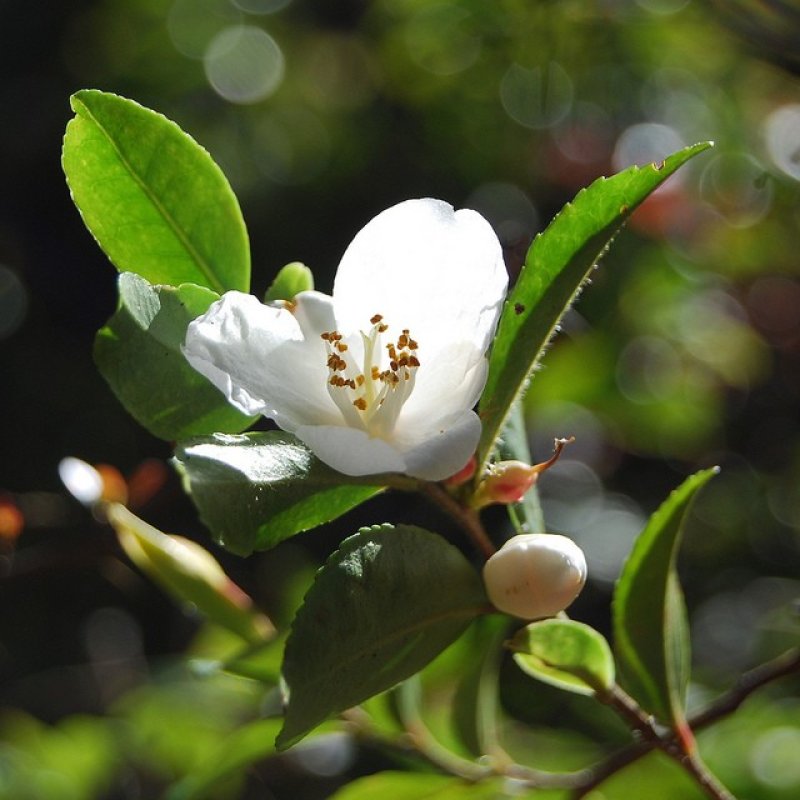 Camellia sinensis - semi della pianta 5 pezzi
