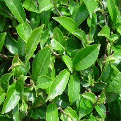 Planta de té china - semillas de la planta 5 pcs