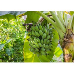 Bananenboom Dwarf (Musa acuminata) 5 zaden