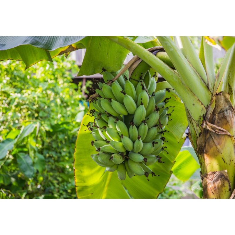 Banan Pitic (Musa acuminata) 5 semințe