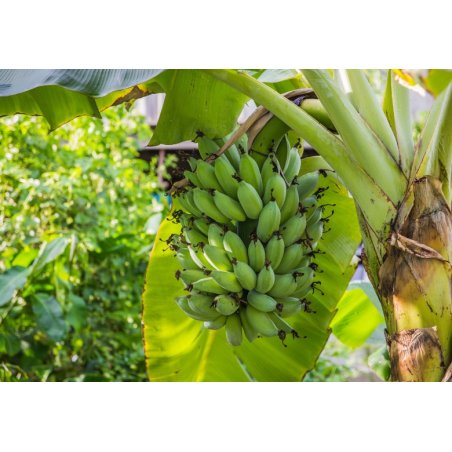 Zwergbanane (Musa acuminata) 5 Samen
