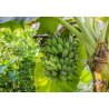 Banan karłowaty (Musa acuminata) 5 nasion