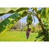 Zwergbanane (Musa acuminata) 5 Samen