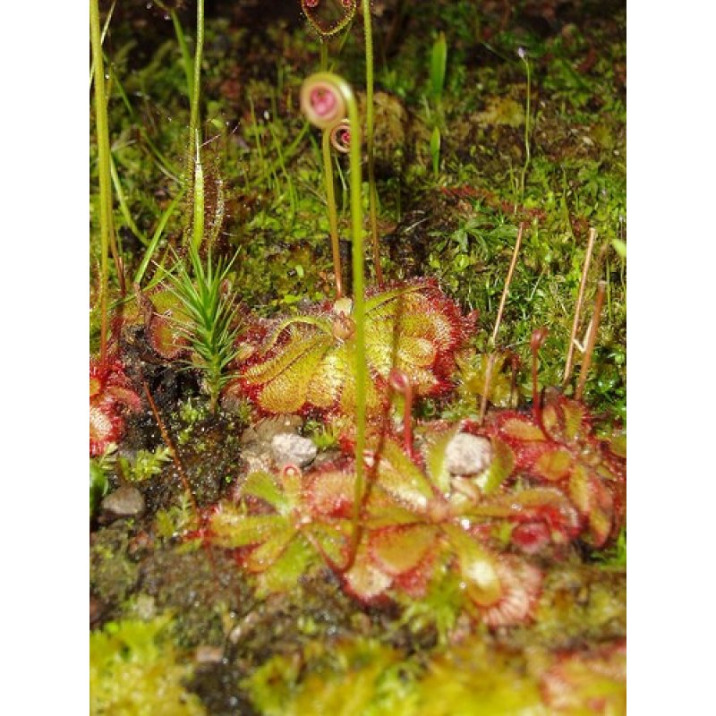 Rossolis (drosera aliciae) - graines de plante 30 pcs