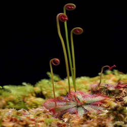 Rossolis (drosera aliciae) - graines de plante 30 pcs