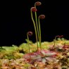 Roua soarelui (drosera aliciae) - semințe de plante 30 buc