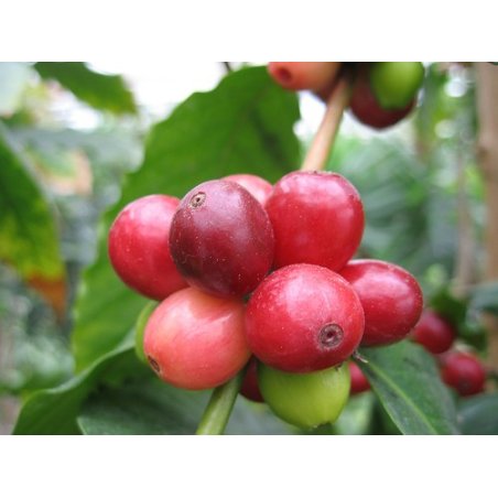 Cafeto arábigo (Coffea arabica) 5 semillas