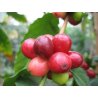 Cafeto arábigo (Coffea arabica) 5 semillas