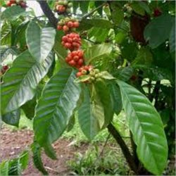 Cafeaua arabică (Coffea arabica) 5 semințe