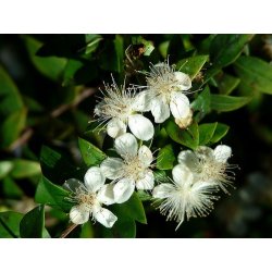 Mirt pospolity (Myrtus communis) 5 nasion