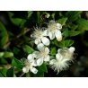 Mirto común (Myrtus communis) 5 semillas