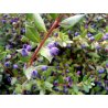 Myrte commune (Myrtus communis) 5 graines