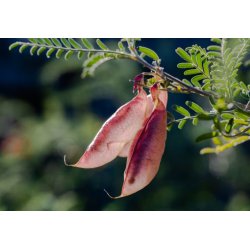 Afrikanisches Kraut (Sutherlandia frutescens) 5 Samen