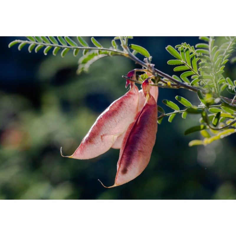African herb (Sutherlandia frutescens) 5 seeds