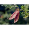 Hierba africana (Sutherlandia frutescens) 5 semillas