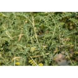 Herbe africaine (Sutherlandia frutescens) 5 graines