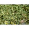 Herbe africaine (Sutherlandia frutescens) 5 graines
