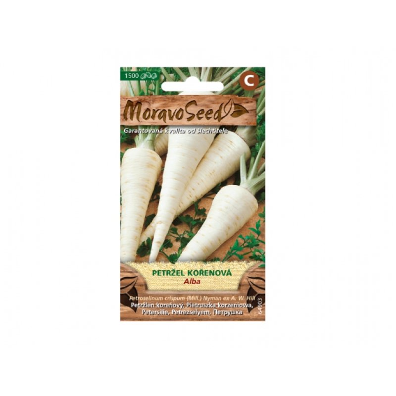 Persil racine Alba