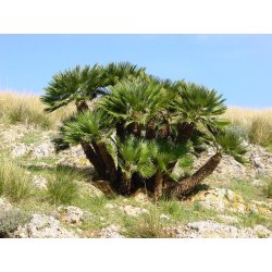 Palmier nain (Chamaerops humilis) 3 graines