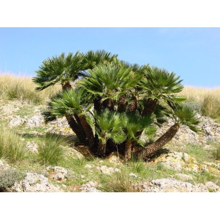 Kääpiöpalmu (Chamaerops humilis) 3 siementä