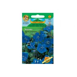 Phacelia campanularia - Phacélie bleue