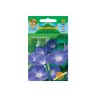 Ipomoea kúszó Blue