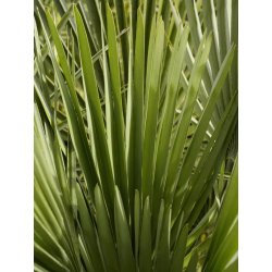 Zwergpalme (Chamaerops humilis) 3 Samen
