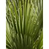 Karłowata żumara (Chamaerops humilis) 3 nasiona
