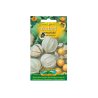 Physalis peruana