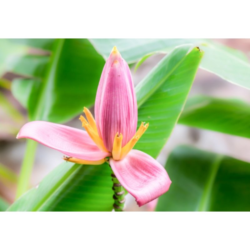 Roze banaan (Musa ornata) 5 zaden