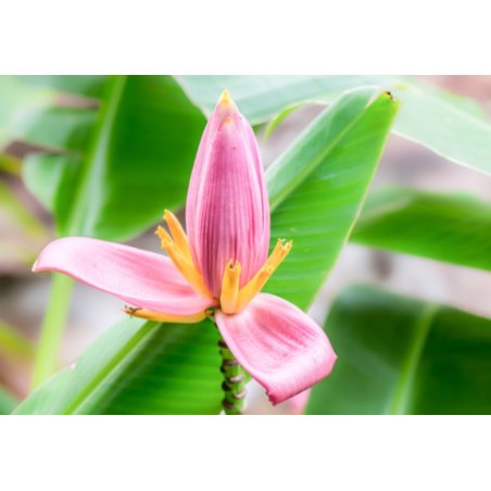 Rosa Bananenstaude (Musa ornata) 5 Samen