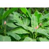 Rosa Bananenstaude (Musa ornata) 5 Samen