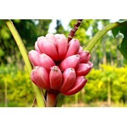 Bananenboom Velutina (Musa velutina) 5 zaden