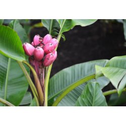 Bananenboom Velutina (Musa velutina) 5 zaden