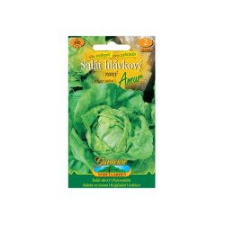 Kopfsalat früh Amur