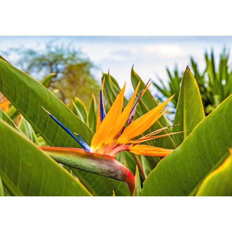 Strelitzia regia (Strelitzia reginae) 3 semillas