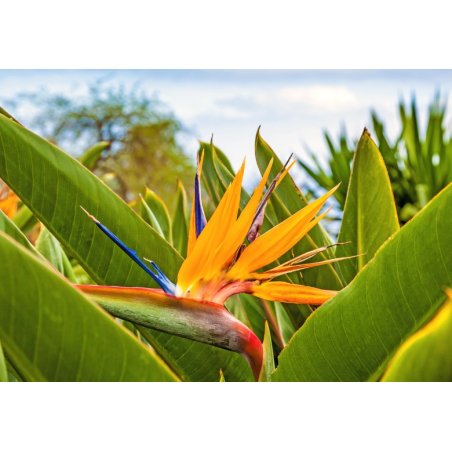 Strelitzia regia (Strelitzia reginae) 3 semillas