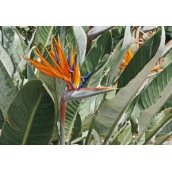 Royal Strelitzia (Strelitzia reginae) 3 seeds