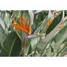 Rajska ptica (Strelitzia reginae) 3 sjemenke