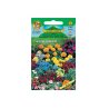 Sommerblumen Balkon-Mix