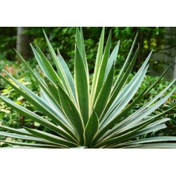 Agava bracteosa (Agave bracteosa) 10 sjemenki